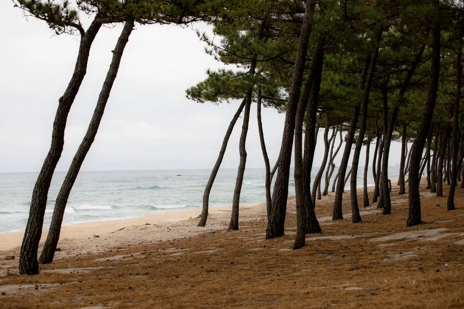 Gangneung Oval, South Korea