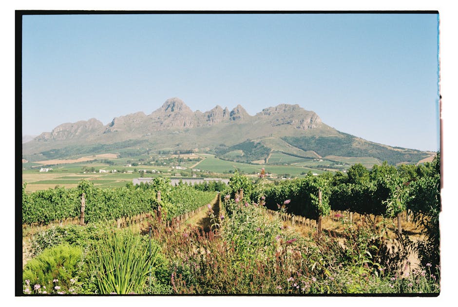 Viñedos de Stellenbosch Sudáfrica — la mejor eSIM para tu ruta