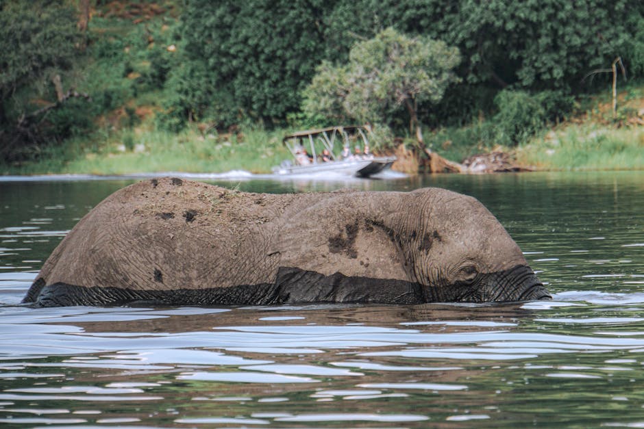 Elefantes en el río Chobe, Botsuana, safari en barco