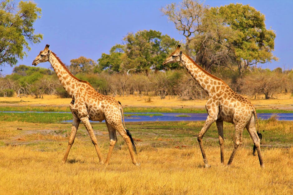 Maun Botsuana delta Okavango