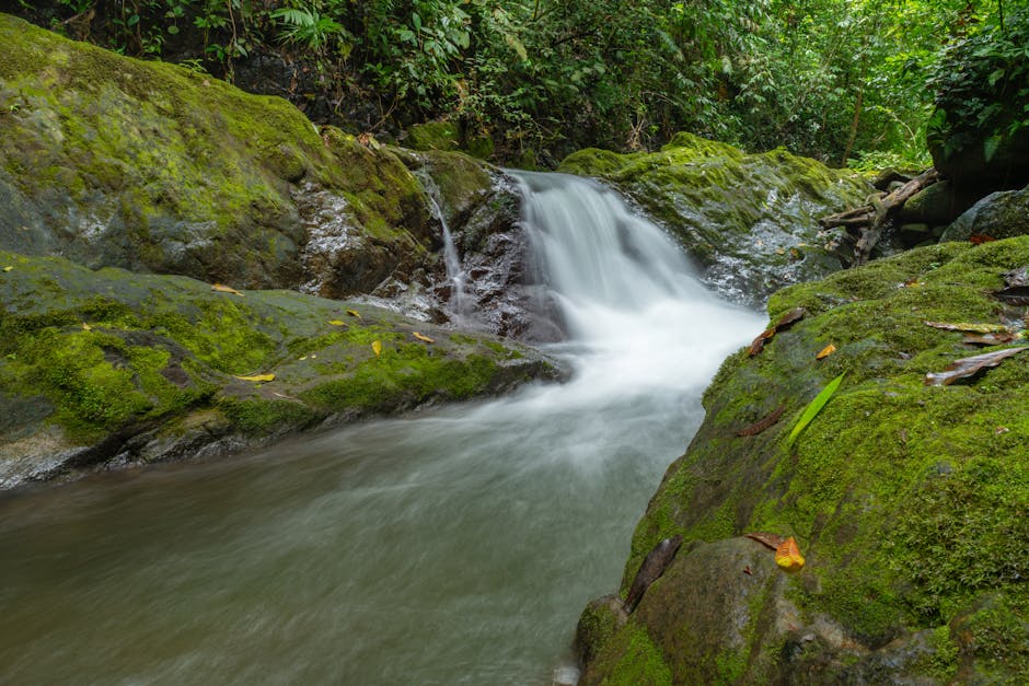 Selva de Costa Rica — la mejor eSIM para tu ruta