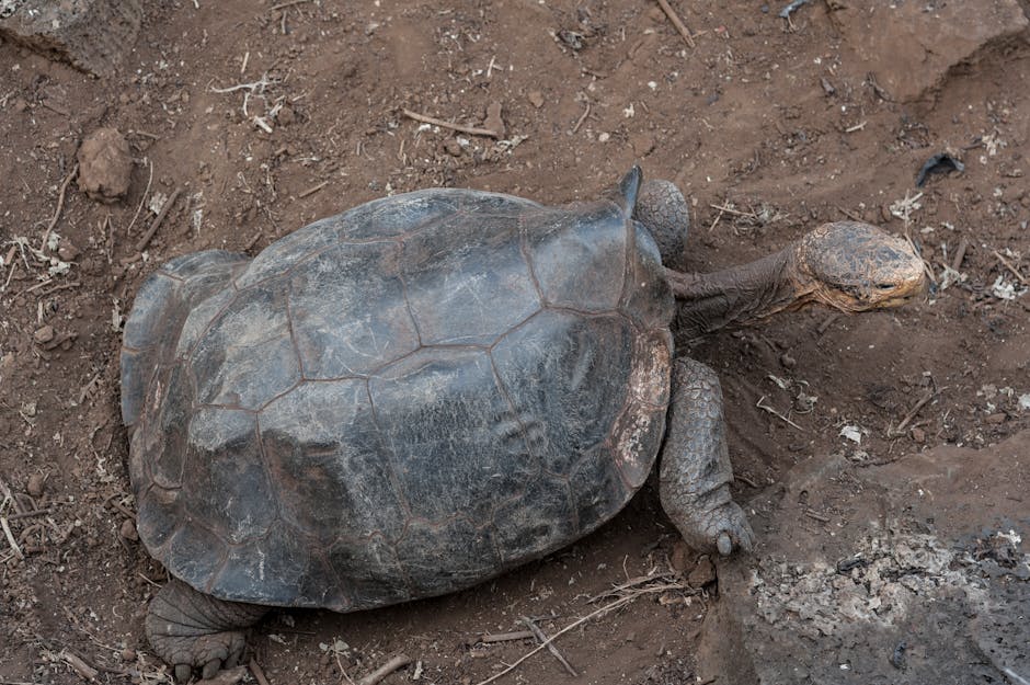 Tortuga gigante Galápagos Ecuador — eSIM y conexión en el archipiélago de Darwin