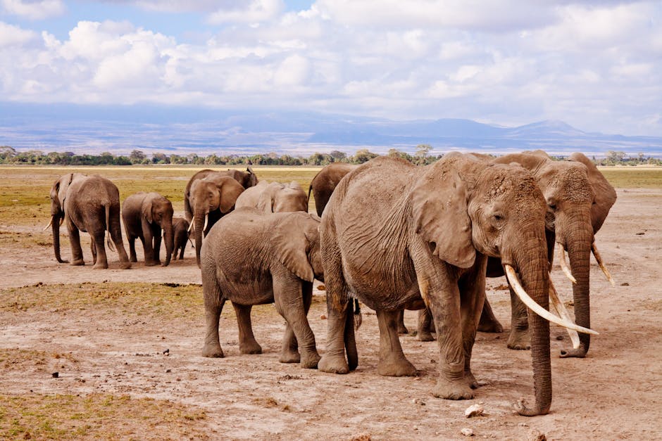 Elefantes Amboseli Kenia — cobertura de red 4G