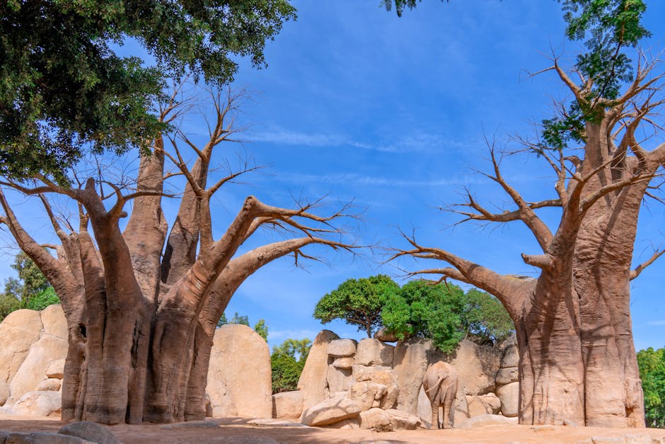 Paisaje de Senegal — cobertura de red celular 4G