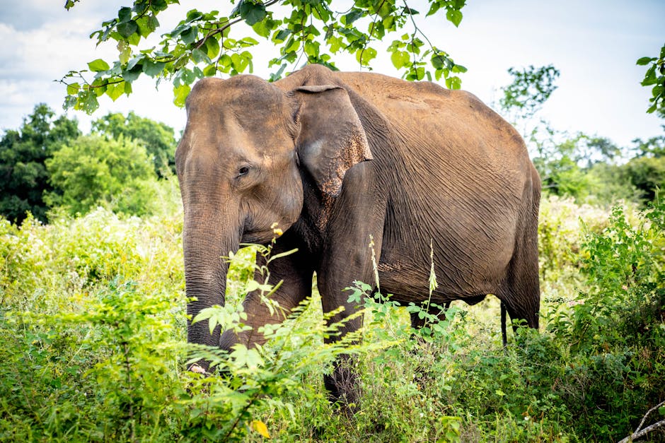 Elefantes de Udawalawe Sri Lanka — eSIM y conexión en los parques nacionales