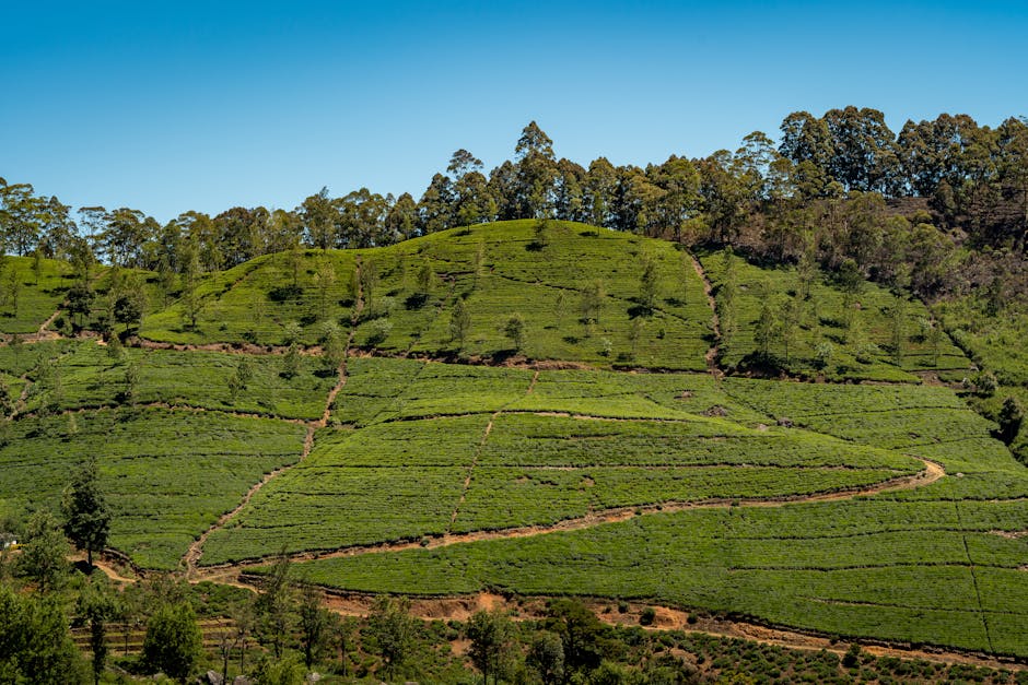 Tren escénico entre Kandy y Ella en Sri Lanka — conexión 4G+ Dialog disponible en lo esencial de la isla