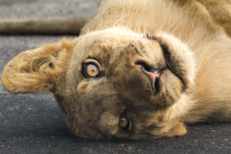 León en el Parque Kruger Sudáfrica — eSIM y conexión safari