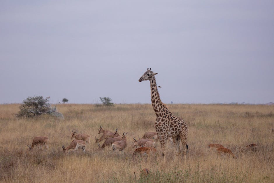 Safari Serengeti Tanzania — eSIM y conexión en el parque